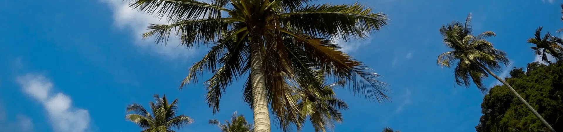 Navštívte domovinu kokosu v delte Mekongu